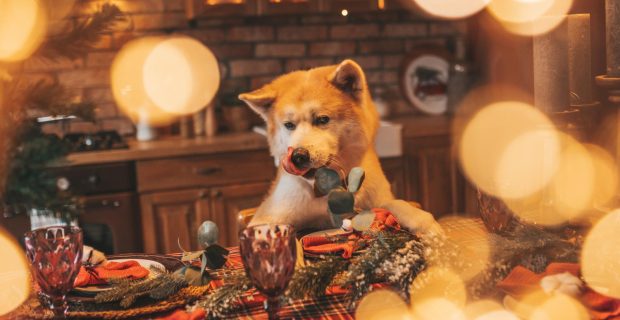 Alimentação das festas de fim de ano para pets precisa de atenção dos tutores
