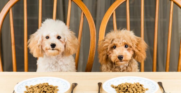 cachorros comendo
