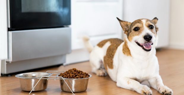 foto-cachorro
