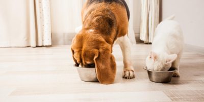 Profissional indica como a alimentação impacta diretamente a saúde de cães e gatos