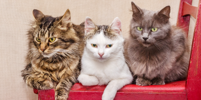 3 gatos