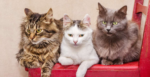 3 gatos