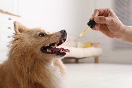 Ômega-3 apresenta diversos benefícios para pets