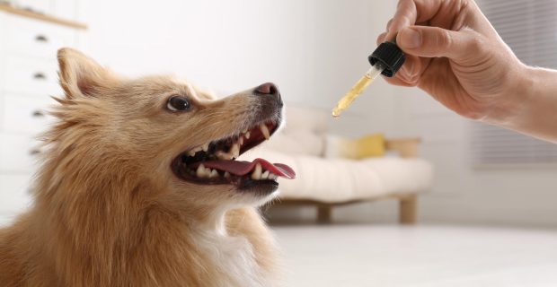 Ômega-3 apresenta diversos benefícios para pets