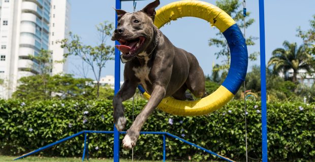 cachorro em creche