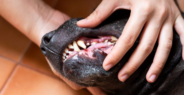 dentes cachorro