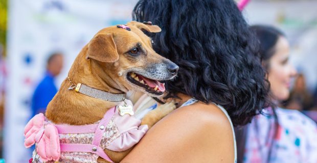 Dogs of Rock transforma Moema em um festival pet-friendly com conscientização