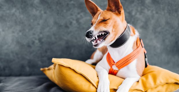 Como reduzir a ansiedade dos seus pets durante as mudanças na rotina?