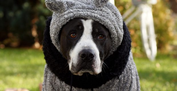 cães e o frio