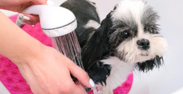 Banho e tosa em pets é cercado por diversos mitos e dúvidas