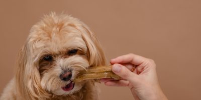 Petiscos devem ser oferecidos de forma equilibrada aos cães