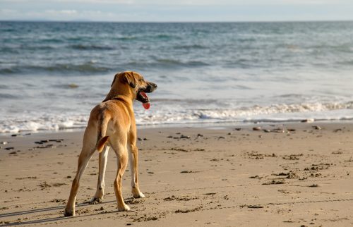 Cães podem tomar água do mar? Entenda os riscos e o que fazer caso aconteça