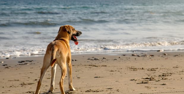 Cães podem tomar água do mar? Entenda os riscos e o que fazer caso aconteça