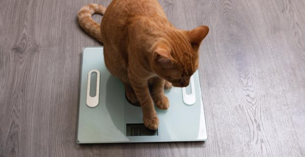 GATO SE PESANDO