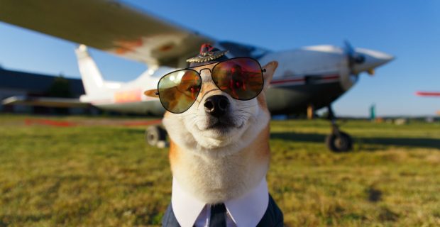 cachorro piloto de avião