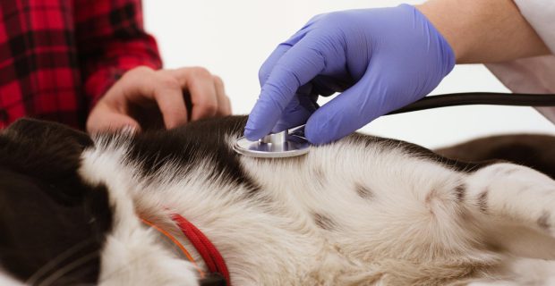 Veterinária alerta sobre bactéria em animais que pode levar à morte