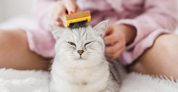gato escovando