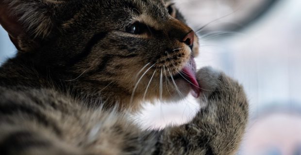 Gato lambendo? Entenda esse comportamento dos felinos