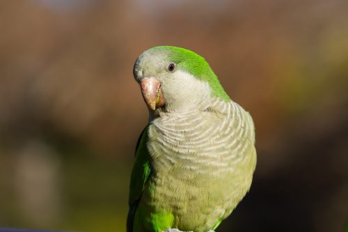 periquito
