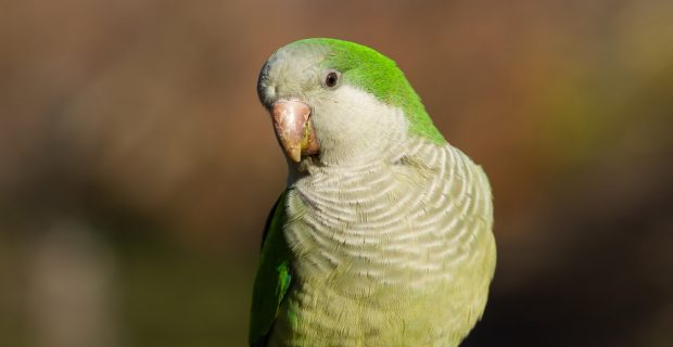 periquito