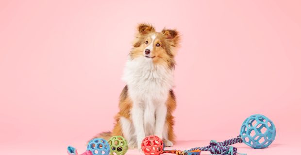 cachorro e brinquedos