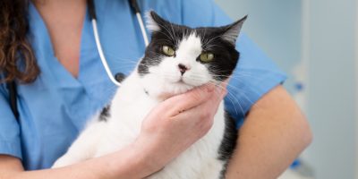 gato no veterinário