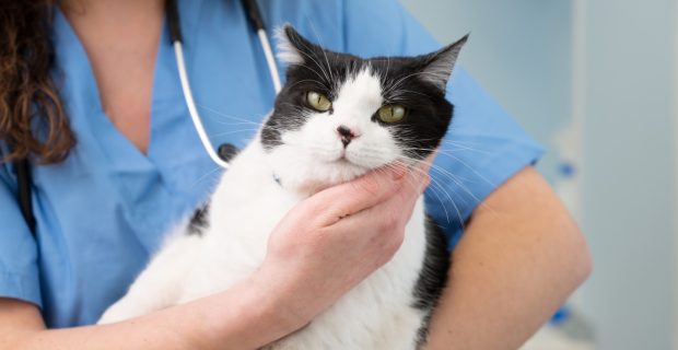 gato no veterinário