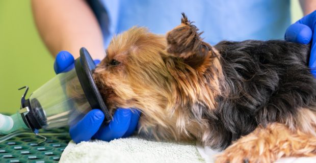 Como a castração pode prevenir doenças nos pets