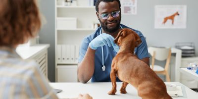 veterinário em consulta