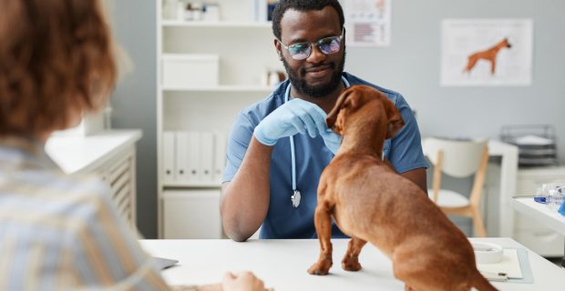 veterinário em consulta