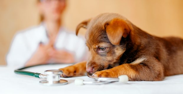 cachorro e veterinário