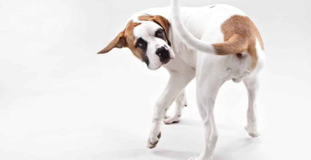 cachorro e rabo