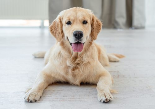 Como prevenir as doenças ortopédicas nos cães