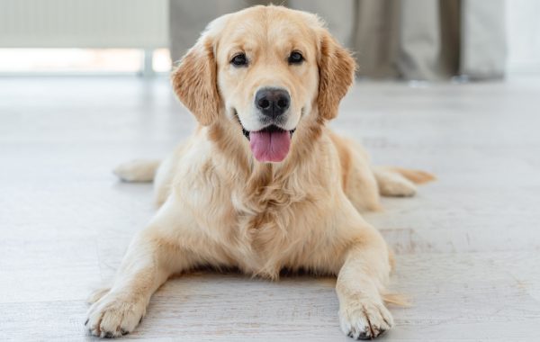 Como prevenir as doenças ortopédicas nos cães Como prevenir as doenças ortopédicas nos cães