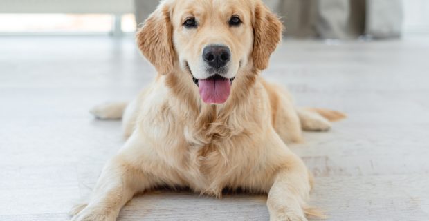 Como prevenir as doenças ortopédicas nos cães