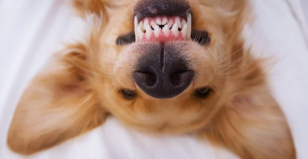 dentes caninos