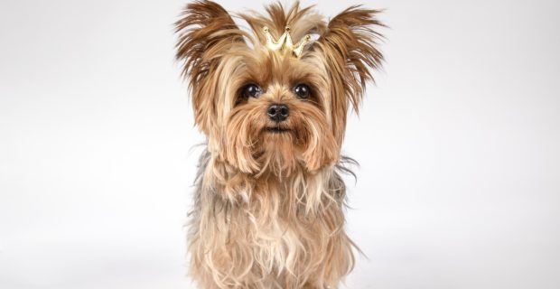 cachorro
