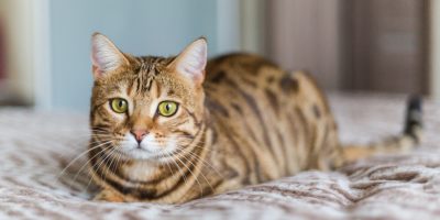 Entender as causas da toxoplasmose é essencial para a saúde animal