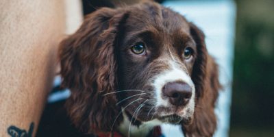 Será que a castração realmente altera o comportamento dos cães?