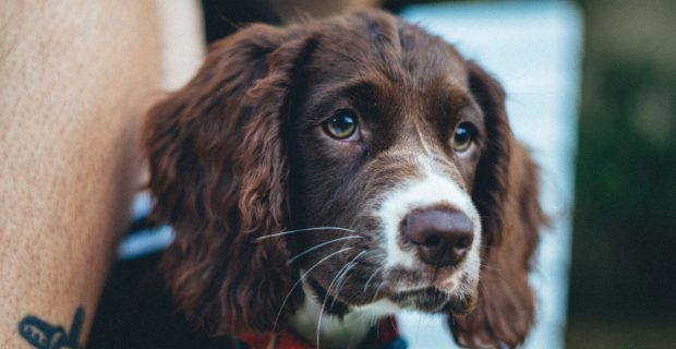 Será que a castração realmente altera o comportamento dos cães?