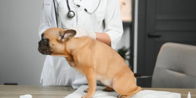 cachorro veterinário