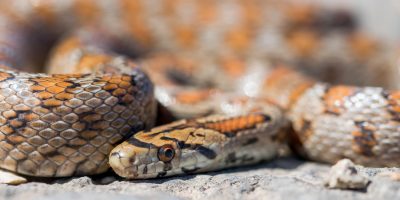 Cuidados com animais peçonhentos devem ser redobrados durante o verão