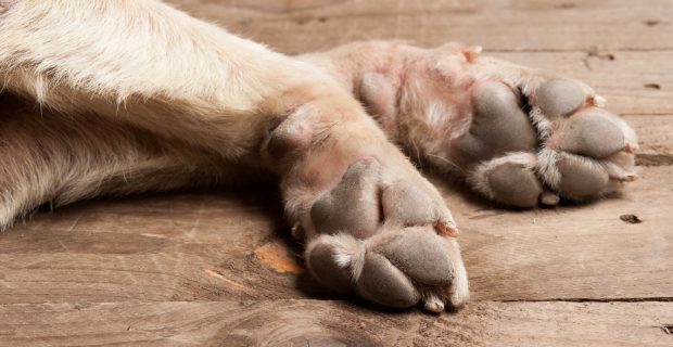 pata de cachorro