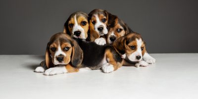 Projeto de lei discute regras para reprodução e comercialização de cães e gatos 