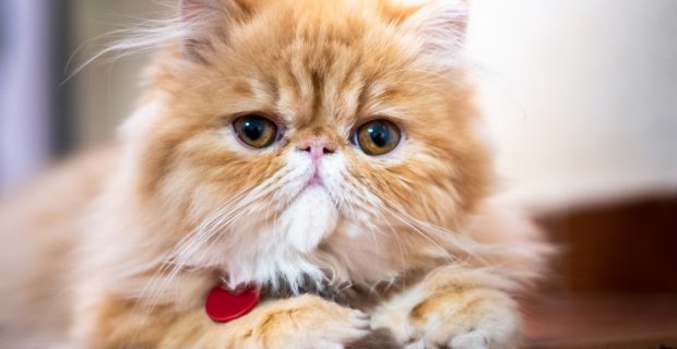 gatinho fofo