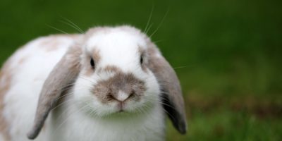 Cuidados ortopédicos em animais não convencionais requerem atenção especializada
