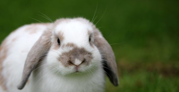 Cuidados ortopédicos em animais não convencionais requerem atenção especializada