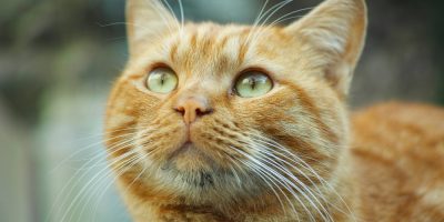 gato laranja