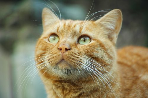 gato laranja
