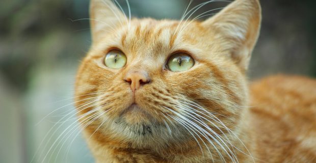Origem do pelo laranja em gatos é revelada